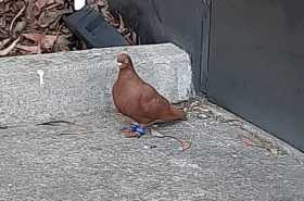 Sighting Pigeon