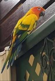 Sighting Conure