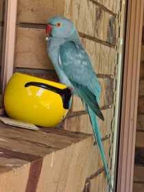 Sighting Indian Ringneck Parakeet