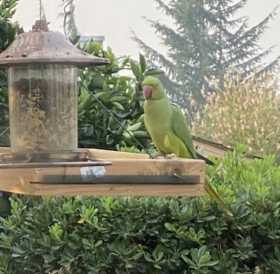 Sighting Indian Ringneck Parakeet