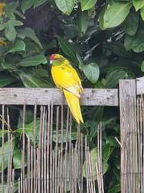 Sighting Kakariki