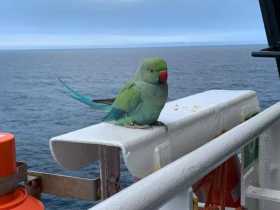 Sighting Indian Ringneck Parakeet