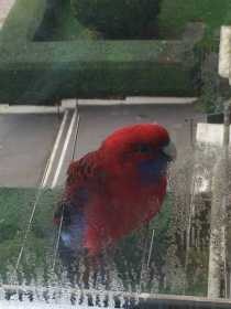 Sighting Rosella