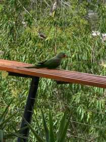 Sighting Alexandrine