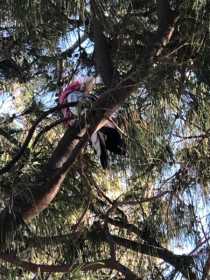 Sighting Galah Cockatoo