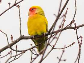 Sighting Lovebird