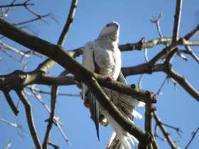 Sighting Cockatiel