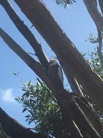 Sighting Cockatiel