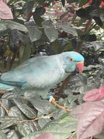 Sighting African Ringneck Parakeet