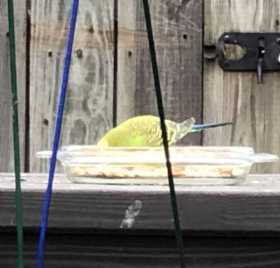 Sighting Budgerigar