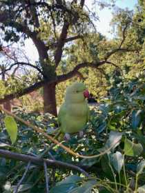 Sighting Indian Ringneck Parakeet