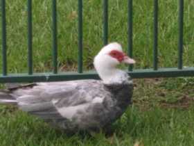 Sighting Duck