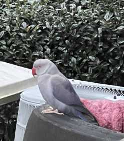 Sighting Indian Ringneck Parakeet