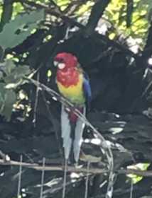 Sighting Rosella