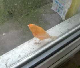 Sighting Canary