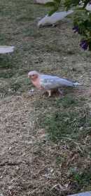 Sighting Galah Cockatoo