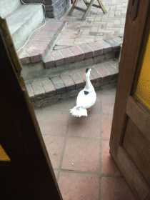 Sighting Duck