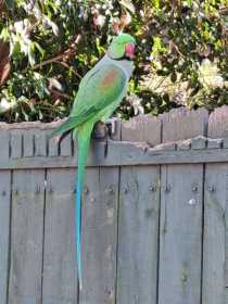 Sighting Alexandrine