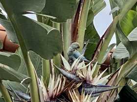 Sighting Indian Ringneck Parakeet