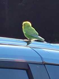 Sighting Budgerigar