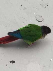 Sighting Conure