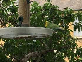 Sighting Budgerigar