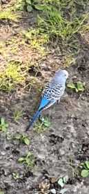 Sighting Budgerigar