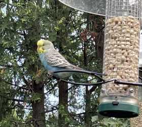 Sighting Budgerigar