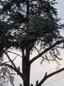 Sighting African Ringneck Parakeet