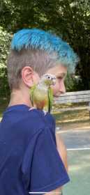 Sighting Conure