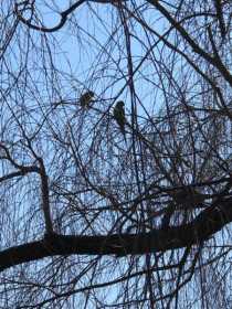 Sighting African Ringneck Parakeet