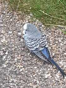 Sighting Budgerigar