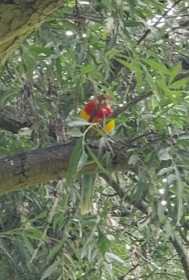 Sighting Rosella