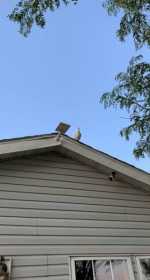 Sighting Pigeon