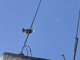 Sighting Conure