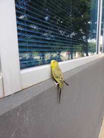 Sighting Budgerigar