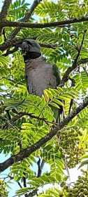 Sighting Derbyan Parakeet