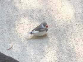 Sighting Finch