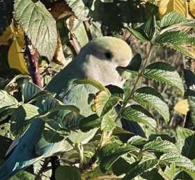 Sighting Lovebird