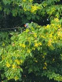 Sighting Derbyan Parakeet
