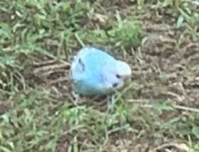 Sighting Budgerigar