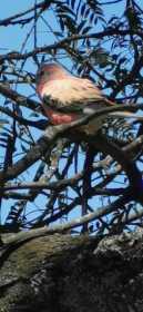 Sighting Red Rump Parakeet