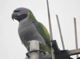 Sighting Derbyan Parakeet