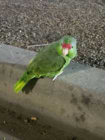 Sighting Swift Parrot