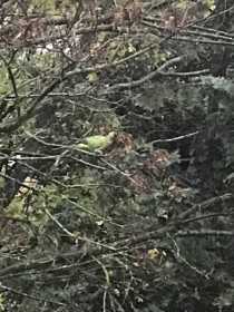 Sighting Indian Ringneck Parakeet