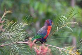 Sighting Lory / Lorikeet