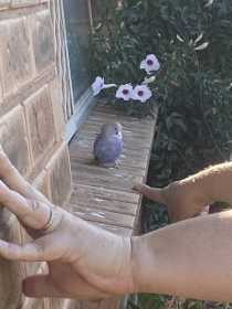 Sighting Budgerigar