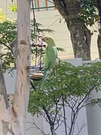 Sighting Indian Ringneck Parakeet