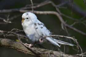 Sighting Budgerigar