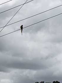 Sighting Indian Ringneck Parakeet